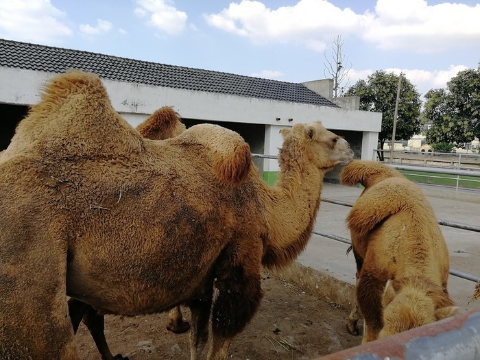 開沙島動(dòng)物園